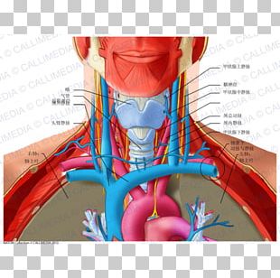 Subclavian Vein Internal Jugular Vein External Jugular Vein Subclavian ...