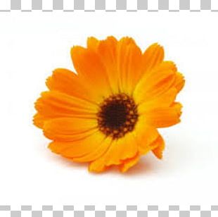 Mexican Marigold Flower Calendula Officinalis Dahlia PNG, Clipart ...