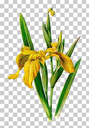 Familiar Wild Flowers Botany Iris Pseudacorus PNG