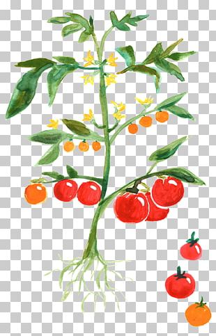 Tomato Plant Png Images Tomato Plant Clipart Free Download Fresh red tomato png image png transparent best photos. tomato plant png images tomato plant