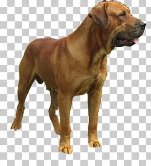 Alano Español Courage Cartoon Cowardice Png Clipart Animated Film