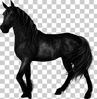 Stallion Mustang Arabian Horse Foal Mare PNG
