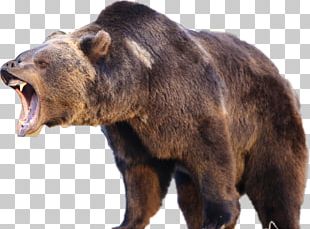 Yellowstone National Park American Black Bear Grizzly Bear Polar Bear PNG