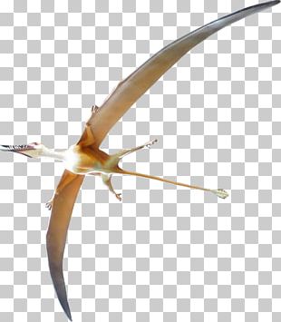 Nyctosaurus Pterodactyloidea Ornithocheiroidea Dinosaur Pteranodon PNG,  Clipart, Accord, Antler, Austriadactylus, Dinosaur, Fantasy Free PNG  Download