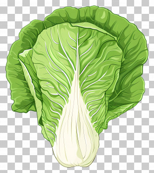 Chinese Cabbage - Fresh Chinese Cabbage Illustration PNG