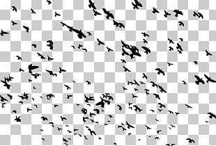 Bird Flight Flamingo Flock PNG