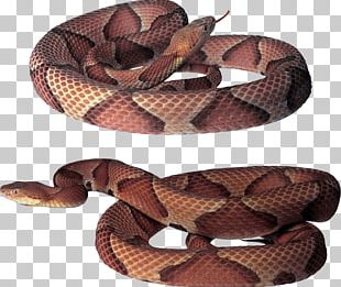 Common Garter Snake Vipers PNG