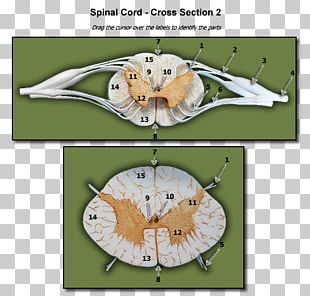 Thumb Dermatome Myotome Anatomy Sacral Spinal Nerve 1 PNG, Clipart ...