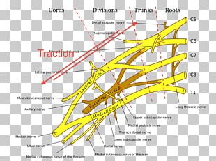 Thumb Dermatome Myotome Anatomy Sacral Spinal Nerve 1 PNG, Clipart ...