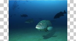 Marine Biology Sea Underwater Marine Mammal PNG