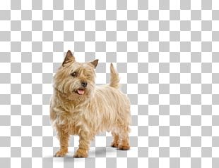 Norwich Terrier Glen Australian Terrier Australian Silky Terrier Cairn Terrier PNG