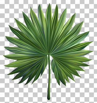 Tropical Leaf - Green Palm Leaf Illustration PNG