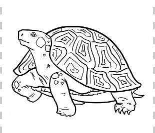 Turtle Drawing Cartoon PNG, Clipart, Animal Figure, Animals, Area ...