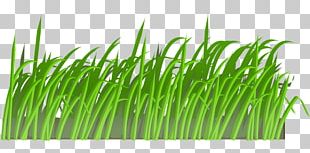 Lawn Artificial Turf PNG