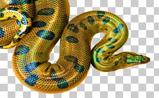 Boa Constrictor Desktop Snakes High-definition Television PNG