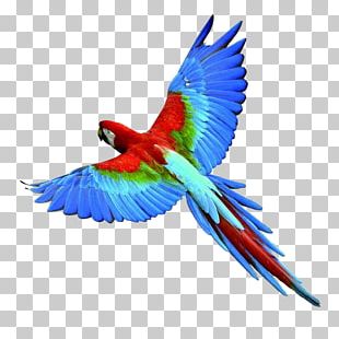 Bird Parrot Eagle PNG, Clipart, Animal Illustration, Animals, Animation ...