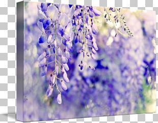 Wisteria png images