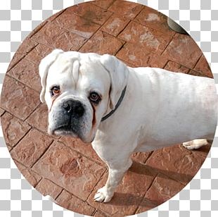 Valley Bulldog Olde English Bulldogge Toy Bulldog American Bulldog Dorset Olde Tyme Bulldogge PNG