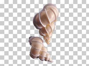 Sea PNG