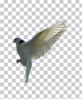 Stock Dove PNG Images, Stock Dove Clipart Free Download