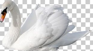 Swan PNG, Clipart, Swan Free PNG Download