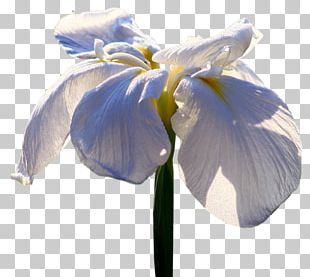 Irises Flower Petal PNG