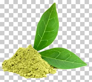 Green Tea Matcha Dietary Supplement Epigallocatechin Gallate PNG