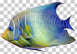 Emperor Angelfish PNG, Clipart, Angelfish, Animal, Animal Figure ...