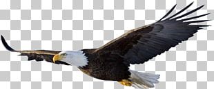 Bald Eagle Flight Bird PNG, Clipart, Accipitriformes, Animals, Bald ...