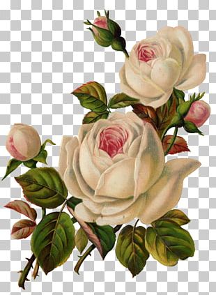 Flower Garden Roses Vintage Clothing PNG, Clipart, Decoupage, Designer ...