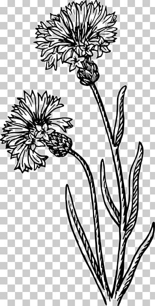 Floral Design Black And White Drawing Monochrome Painting PNG, Clipart ...