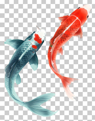 Koi Fish - Two Graceful Koi Fish Illustration PNG