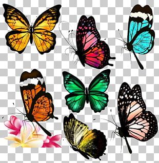 Butterfly Photography PNG, Clipart, Blue Butterfly, Butterflies ...