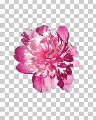 light pink flowers png images light pink flowers clipart free download light pink flowers png images light
