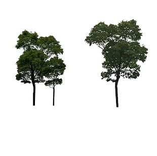 Tall Tree Png Images Tall Tree Clipart Free Download