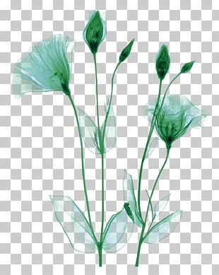 Free Free 115 X Ray Flower Svg SVG PNG EPS DXF File
