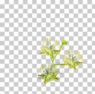 Lindens Cut Flowers Petal Ezki-ur PNG
