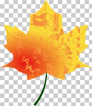 Autumn Leaf Color Look At Leaves PNG