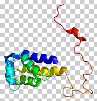 Fas Receptor Tumor Necrosis Factor Superfamily Protein CFLAR PNG