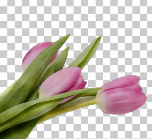 Flower Tulip Plant Pink Cut Flowers PNG