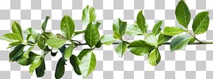Leaf Plant Stem PNG