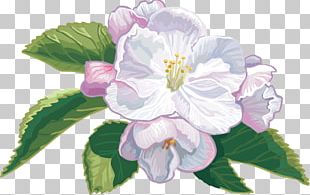 Blossom Cape Jasmine Apples Flower PNG