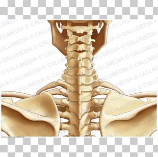 Scalene Muscles Posterior Triangle Of The Neck Tortic - vrogue.co