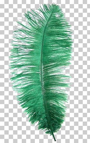 ostrich feather clipart image