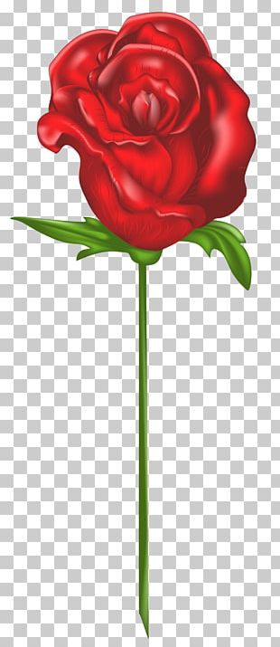 Garden Roses Cut Flowers PNG