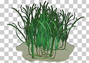 Portable Network Graphics Desktop Photograph Presentation PNG