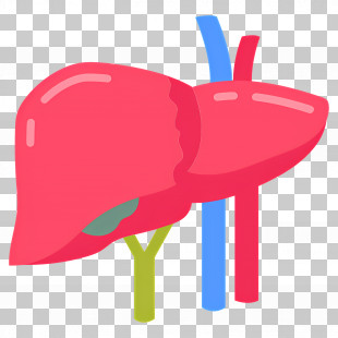 Liver - Colorful Illustration Of The Liver Organ PNG