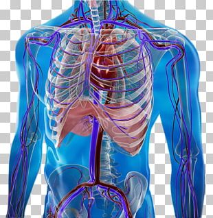 Circulatory System Human Body Anatomy Organ System PNG, Clipart ...