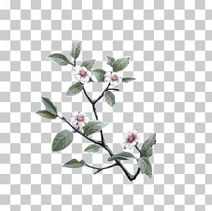 White Flowers PNG, Clipart, Backgrounds, Beauty In Nature, Blossom