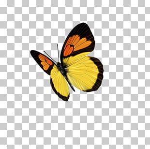 Monarch Butterfly Avoid Pieridae PNG
